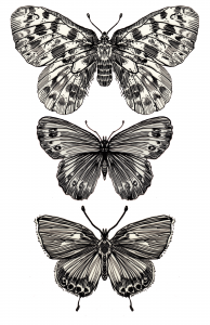 Dessins de papillons qui sont ensuite imprimés en sérigraphie et découpés pour faire une installation 3D.